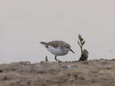 Red-necked Stint / Roodkeelstrandloper / Calidris ruficollis