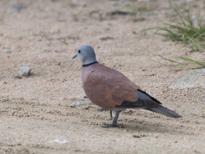 Red Collared Dove / Rode Tortel / Streptopelia tranquebarica