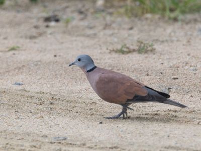 Red Collared Dove / Rode Tortel / Streptopelia tranquebarica