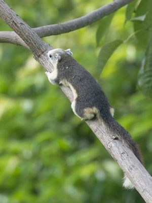 Finlayson's Squirrel / Thaise Eekhoorn / Callosciurus finlaysonii