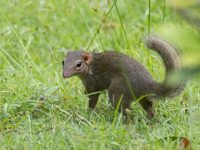 Northern Treeshrew / Belangers Toepaja / Tupaia belangeri