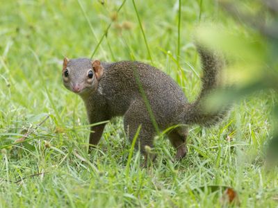 Northern Treeshrew / Belangers Toepaja / Tupaia belangeri