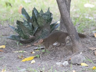 Northern Treeshrew / Belangers Toepaja / Tupaia belangeri