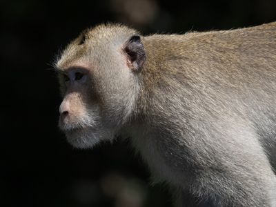 Northern pig-tailed macaque / Leeuwmakaak / Dicrurus macrocercus
