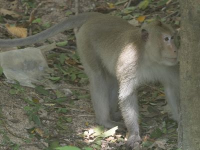 Northern pig-tailed macaque / Leeuwmakaak / Dicrurus macrocercus