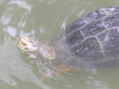 Yellow-headed Temple Turtle / Tempelschildpad / Heosemys annandalii