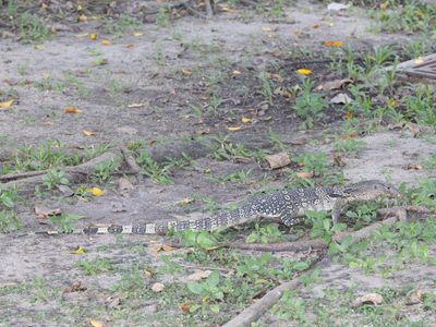 Common Water Monitor / Watervaraan / Varanus salvator