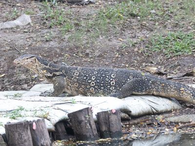 Common Water Monitor / Watervaraan / Varanus salvator
