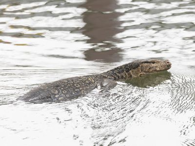 Common Water Monitor / Watervaraan / Varanus salvator