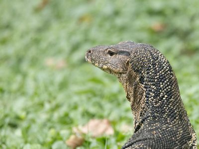 Common Water Monitor / Watervaraan / Varanus salvator