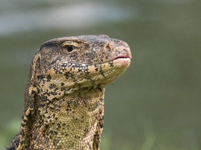 Common Water Monitor / Watervaraan / Varanus salvator