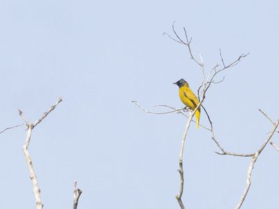 Black-headed Bulbul / Zwartkopbuulbuul / Brachypodius melanocephalos