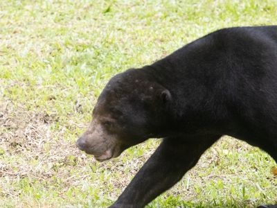 Sun Bear / Maleise Beer / Helarctos malayanus