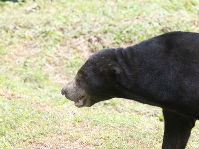Sun Bear / Maleise Beer / Helarctos malayanus