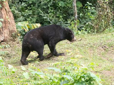 Sun Bear / Maleise Beer / Helarctos malayanus