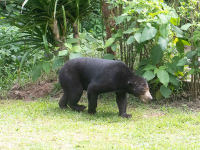 Sun Bear / Maleise Beer / Helarctos malayanus