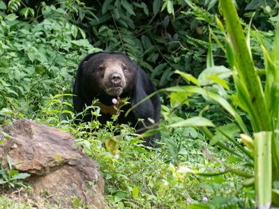 Sun Bear / Maleise Beer / Helarctos malayanus