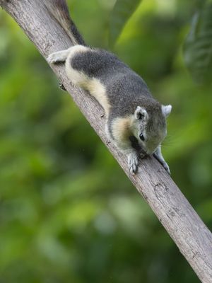 Finlayson's Squirrel / Thaise Eekhoorn / Callosciurus finlaysonii