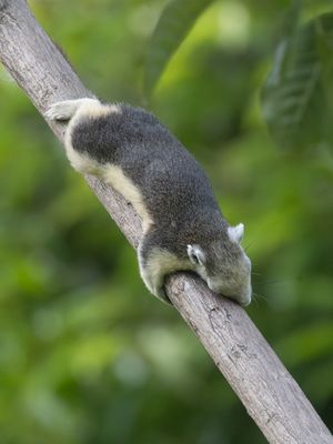 Finlayson's Squirrel / Thaise Eekhoorn / Callosciurus finlaysonii