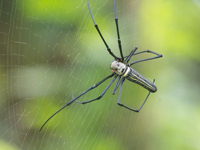 Nephila pilipes