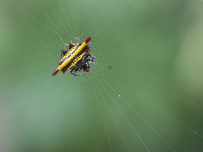 Spiny Orb-Weaver Spider / Gasteracantha diadesmia