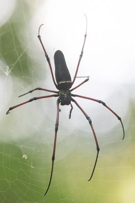 Black Golden Orbweaver / Nephila kuhli