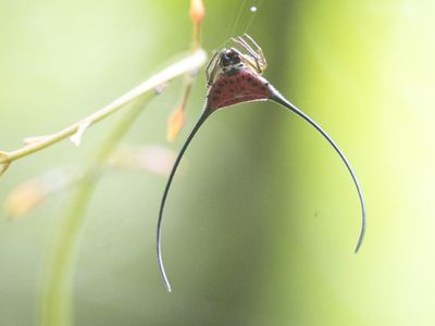 Long-horned Orbweaver / Macracantha arcuata