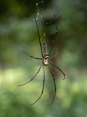 Golden Web Spider / Nephila pilipes