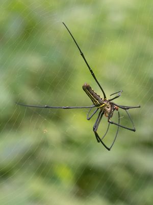 Golden Web Spider / Nephila pilipes