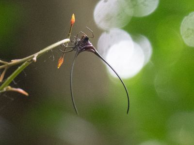 Curved Spiny Spider / Macracantha arcuata