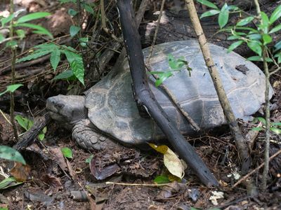 Asian Forest Tortoise / Bruine landschildpad / Manouria emys