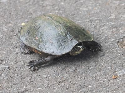 Siamese Temple Turtle / Siebenrockiella crassicollis