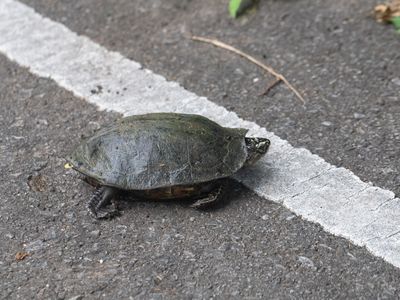 Siamese Temple Turtle / Siebenrockiella crassicollis