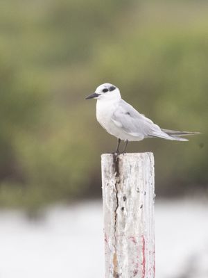 Whiskered Tern / Witwangstern / Chlidonias hybrida