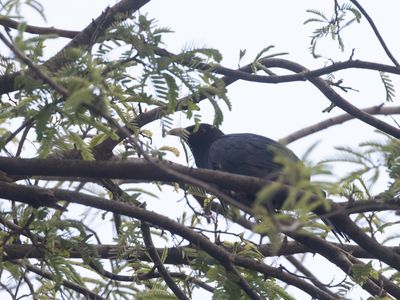 Asian Koel / Indische Koël / Eudynamys scolopaceus