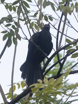 Asian Koel / Indische Koël / Eudynamys scolopaceus