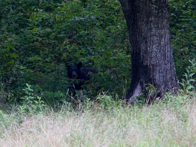 American black bear / Amerikaanse zwarte beer / Ursus americanus