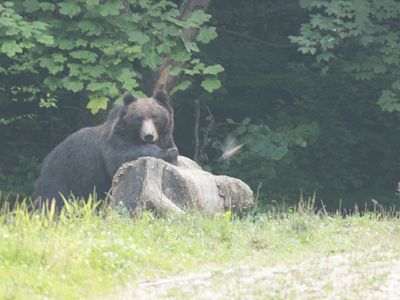 Brown bear / Bruine beer / Ursus arctos