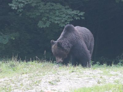Brown bear / Bruine beer / Ursus arctos