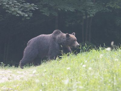 Brown bear / Bruine beer / Ursus arctos