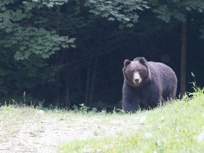 Brown bear / Bruine beer / Ursus arctos