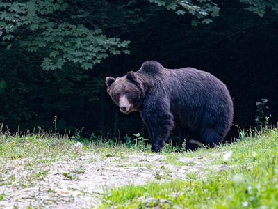 Brown bear / Bruine beer / Ursus arctos