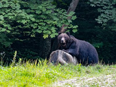Brown bear / Bruine beer / Ursus arctos