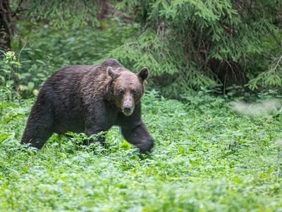 Brown bear / Bruine beer / Ursus arctos