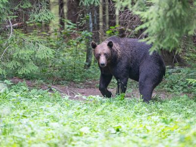 Beren / Bears