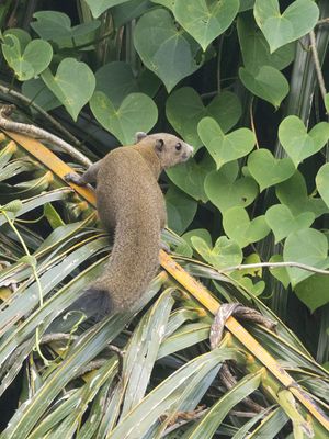 Gray-bellied Squirrel / Grijsbuikeekhoorn / Callosciurus caniceps