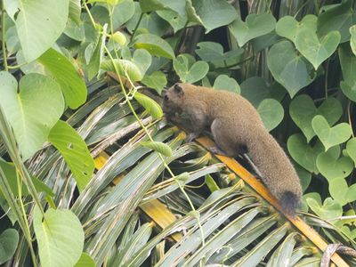 Gray-bellied Squirrel / Grijsbuikeekhoorn / Callosciurus caniceps