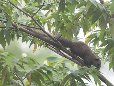 Gray-bellied Squirrel / Grijsbuikeekhoorn / Callosciurus caniceps