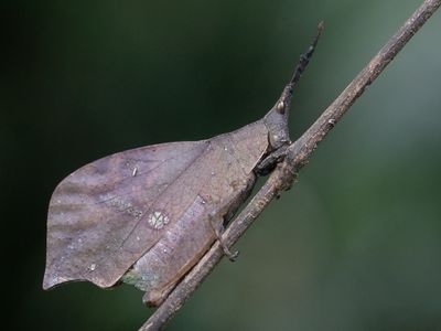 Systella rafflesii