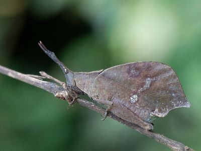 Sprinkhanen en krekels / Grasshoppers and Crickets